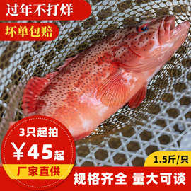 东山岛东星斑活冻海鲜现捕鲜活石斑鱼深海燕尾斑刺身酒店餐饮直供