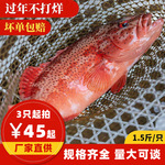 东山岛东星斑活冻海鲜现捕鲜活石斑鱼深海燕尾斑刺身酒店餐饮直供