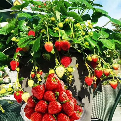 Strawberry Four seasons indoor Potted plant plant Then Result edible cream Roots strawberry Guomiao
