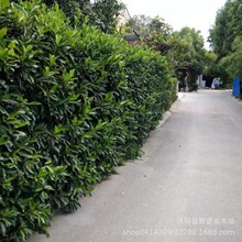 厂家批发冬青种子 保质保量 园林绿化林木新种子 法国冬青种子