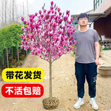���m�����玧����ͥԺ�ͺ��̓������S�ϰ����m��������滨�Gֲ��