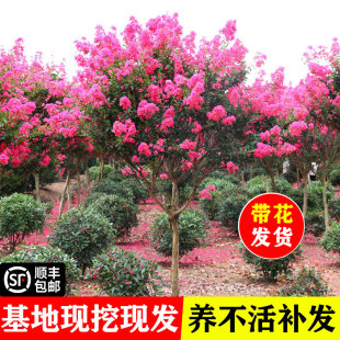 �t����ޱ����ͥԺ���ܴ���ֲ��������ޱ����e���G�����Զ༾�_��