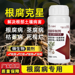 根腐抑制剤が突然腐った根茎基腐死株の硬直苗を倒して病気に抵抗します。