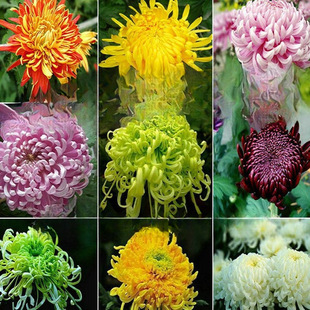 ��ջ���.Ԫ���ļ��_��ʳ�þջ������҃����̨ͥԺ�^��ֲ��