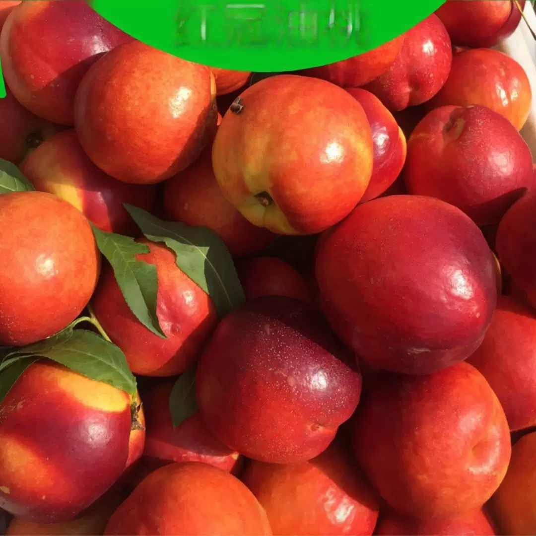 湖北随州市随县桃子油桃毛桃水果专业代办代收代购万亩桃子基地