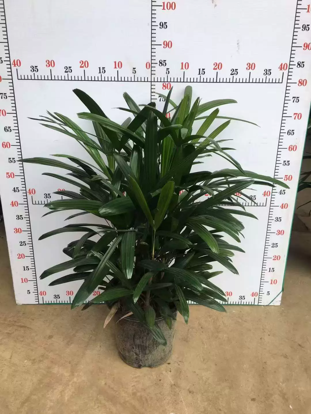 [Базовые прямые поставки] Зеленое растение в горшке Домашнее зеленое растение Цветок Супер 280 Коричневый бамбук 80 см