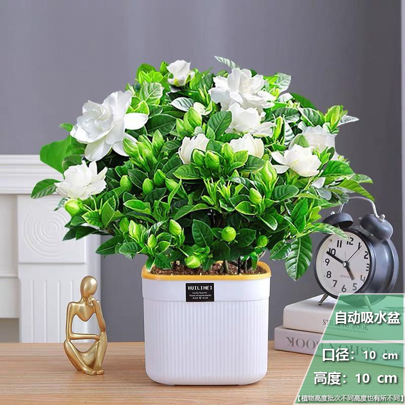 [두인의 인기모델] 치자나무 1개 + 인 흡수대 + 영양비료