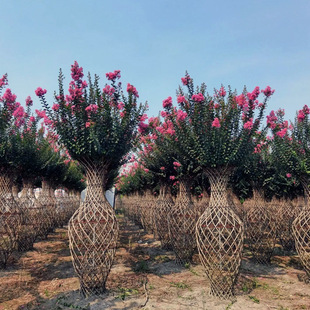 Ziwei Flower Vase with Large Red Flower Design, Wholesale from Sichuan Base, Woven Plant Art Design