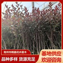 青州基地供应批发彩叶花灌木 街道工程绿化紫叶矮樱树苗