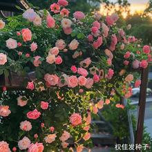 爬墙月季蔷薇花种籽子四季播种开花爬藤植物花籽室外庭院花卉种子