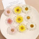 ins sweet fresh all-match transparent Daisy dried flower resin patch hairpin earrings DIY jewelry accessories material