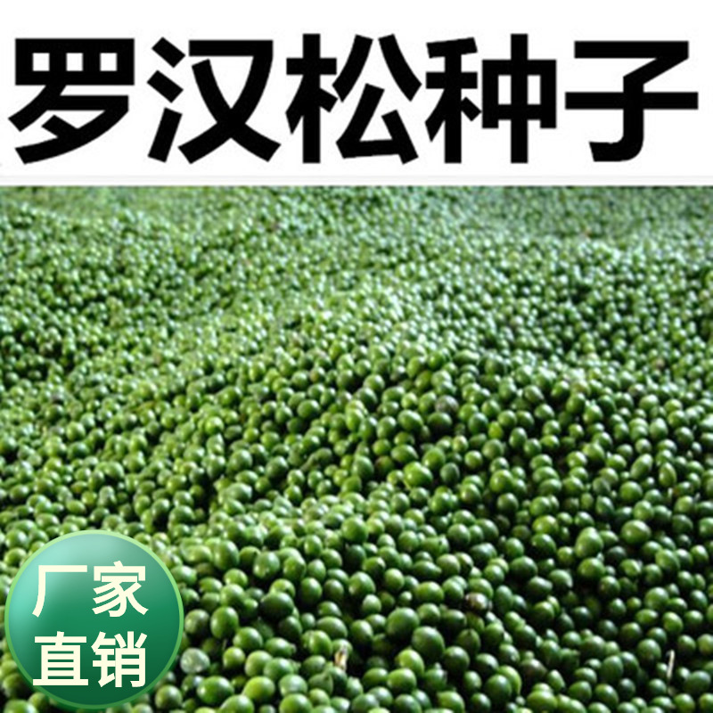 批发林木种子松柏树类 罗汉松树种子 落叶松 华山松 侧柏绿化松树