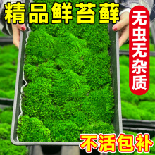 青苔藓鲜活微景观绿植盆景桌面假山造景材料永生白发短绒植物盆栽