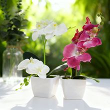 �¿��������С��������m����ٻ�С�[���bGֲ�辰�S��ֱ�N