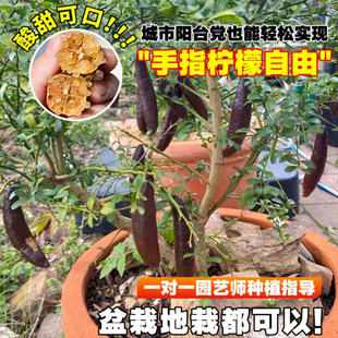 ������ָ���ʘ������r������ʳ�������ϱ����҃���Nֲ�޽ӹ�����