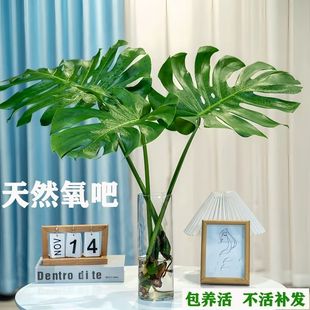 Hydroponic Monstera, Indoor Air Purification, Evergreen All Year Round, Living Room, Office, Shade-Tolerant Large-Leaf Foliage Green Plant