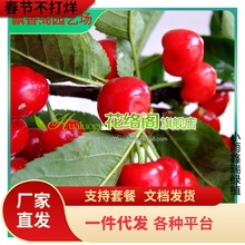 樱桃苗 果树 樱桃苗 嫁接樱桃树 美早樱桃 樱桃树