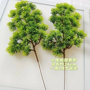 ����Gֲ��֦�~�����~�����~�����ɘ��~һģһ���Ͳ��ϾG�����