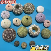 天然海胆壳工艺品空气凤梨海胆灯标本手工粉海胆紫海胆绿海胆学生