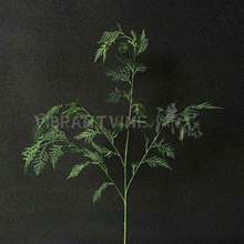 �����Pβ��ާƵ�Ҿ�ܛ�b�쾰��ֲ��ɭϵ��Y���÷���Gֲ�羳