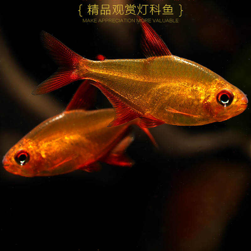 甜心柠檬灯鱼热带观赏鱼水草缸群游活体鱼南美温和上海渔场批发