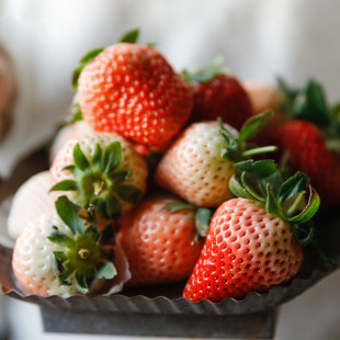 Four-Season Strawberry Seedlings, Fruit Tree Seedlings Planted on the North and South Balconies, Fruit-Bearing Cream-Colored Strawberry Seedlings, Potted Plants