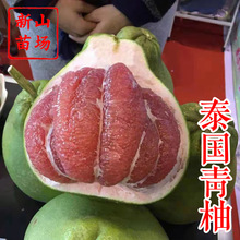 ��̩���t��ʯ�����硿���Ե�����Ʒ�N�t��t�ļ޽����Ә���һ����