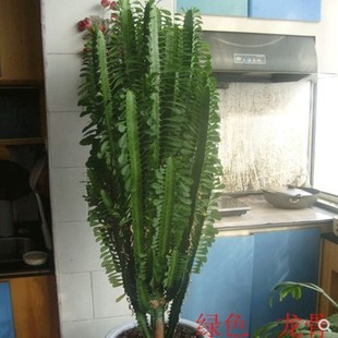 ?�������������ƴ�ֲ�����ǻ��҃Ȼ��_��������������������˺�