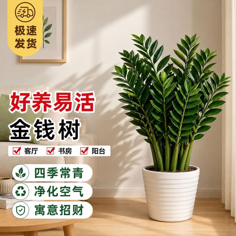 Money Tree, large potted plant for the living room, money tree plant, brings prosperity to the home, large green plant for the office, housewarming and opening ceremony gift Money Tree, large potted plant for the living room, money tree plant, brings prosperity to the home, large green plant for the office, housewarming and opening ceremony gift