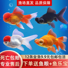 丹頂金魚 丹頂金魚批發 促銷價格 產地貨源 阿里巴巴