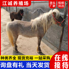 出口景区观赏小矮马活体 特设兰宠物矮马活体 国产成年骑乘马价格