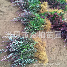 东北耐寒彩叶苗木红叶小檗树苗紫叶小檗盆栽绿篱播种苗绿化苗木