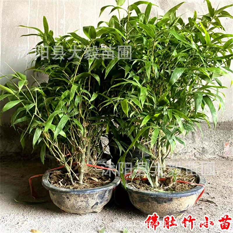 Поставка двор выращивание небольшой бамбук Будда живот бамбуковые растения большое количество скидка