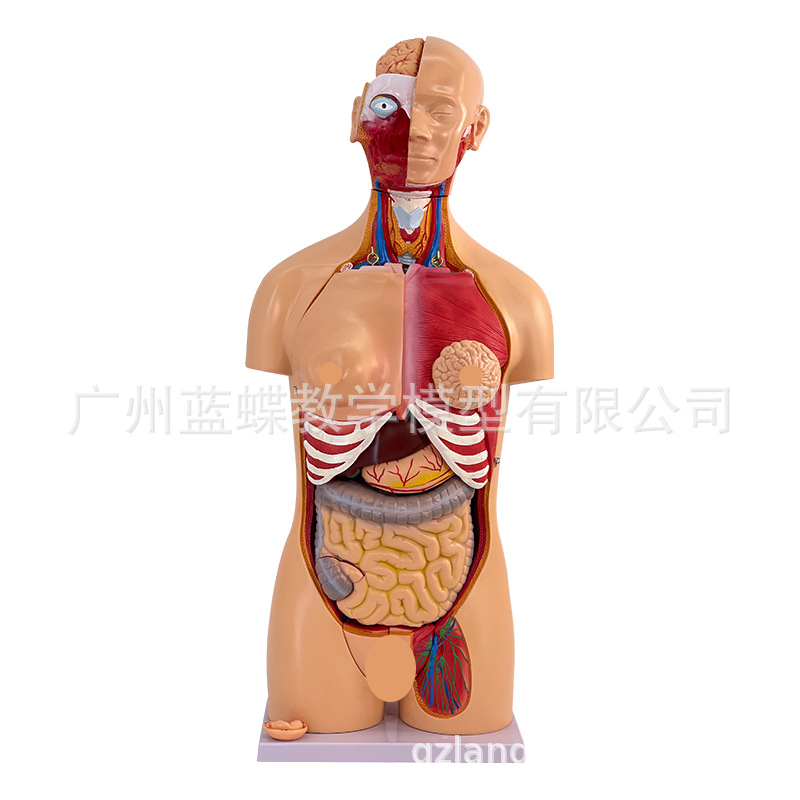 85CM��������ģ�Ϳɲ��Ϊ40��  �����������ٽṹ��֯����ģ��