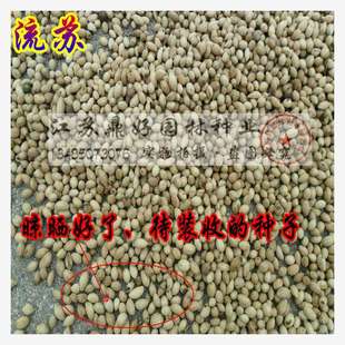 �²��͸��� ɳ�����K�N�� �޽ӹ𻨘�N��