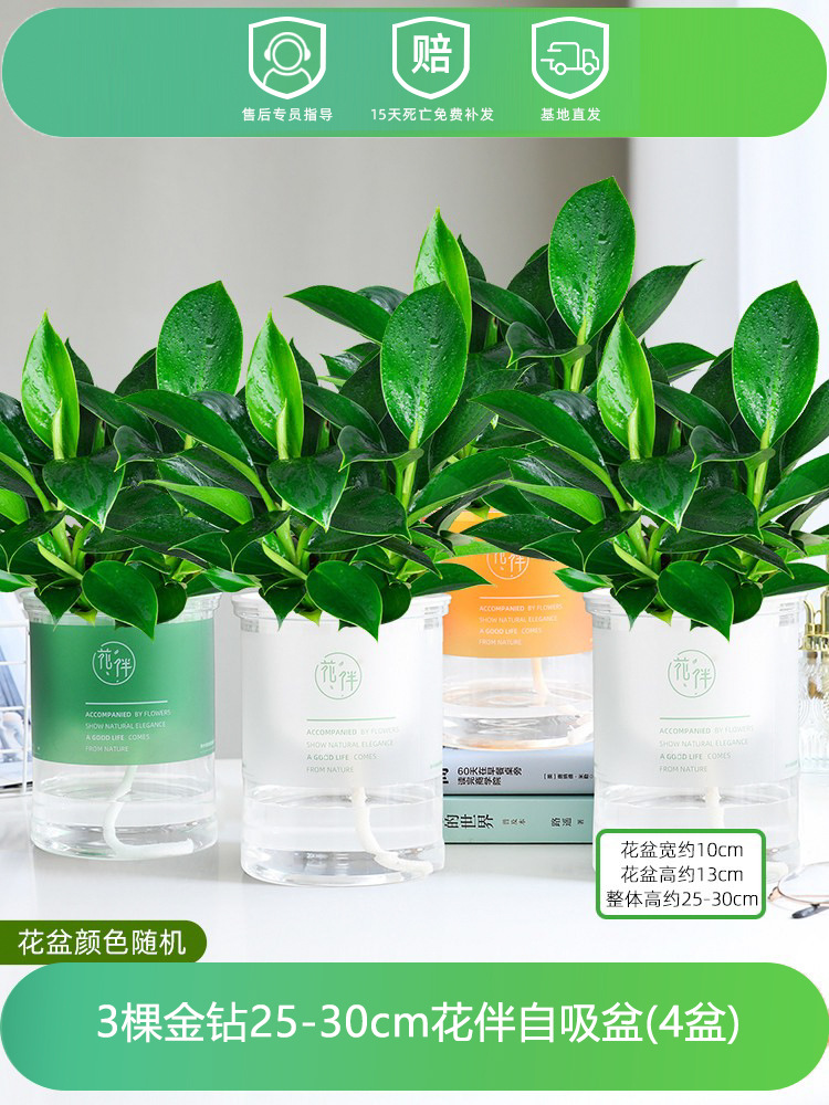 [화분 4개 특가] 25-30CM 골드 다이아몬드 3개 + 꽃 화분 + 영양액