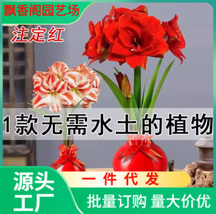 Dutch Double-Flowered Amaryllis Bulbs with Large Florals and Strong Fragrance Are Easy to Feed Indoor Potted Plants That Bloom in All Seasons
