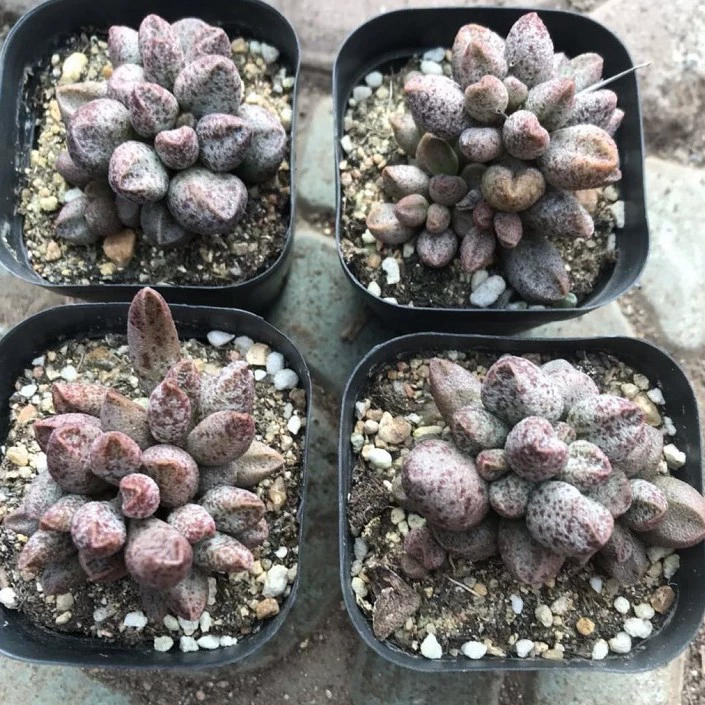 Волдыри Марианна Красный Кролик Воробей Веер Барабанная палочка Печать Волдыри Большой Ты Чжу Цзыю Перец Изумруд Зеленый Камень Черные Мышечные Листья