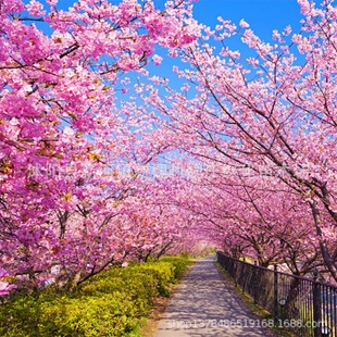 �ѻ���@�־G���ձ��ѻ�Ȼ����Ұ�໨�������ذ�ѻ����̾G����