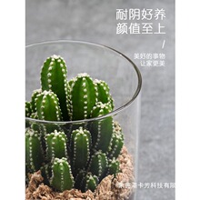 仙人掌防辐射办公室桌面绿植小盆栽多肉万重山仙人掌金冠耐阴植物