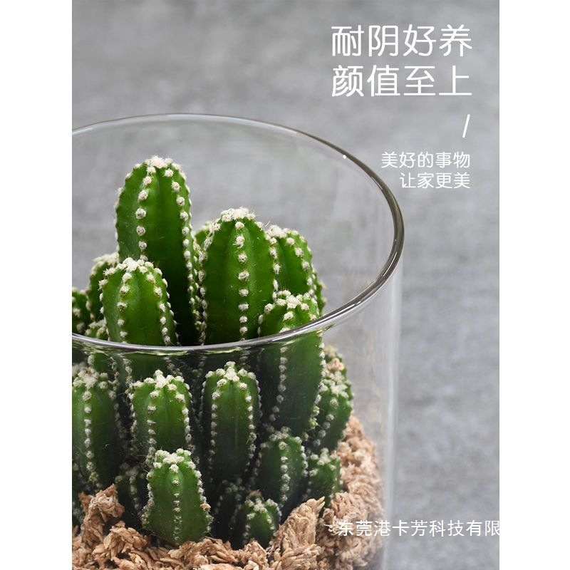 仙人掌防辐射办公室桌面绿植小盆栽多肉万重山仙人掌金冠耐阴植物