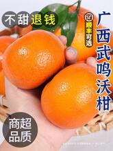 广西武鸣沃柑10斤橘子新鲜水果当季一级沙糖蜜橘砂糖柑橘大果包邮