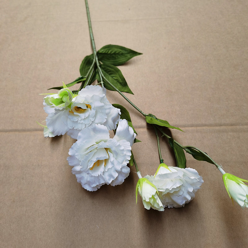 고급 Eustoma