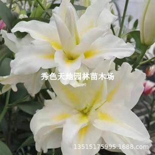 Aisha Imported Double-Flowered Perfume Lily Bulbs Aisha Blooms in All Seasons Indoor and Outdoor Flower Potted Flower Seeds Are Easy to Grow