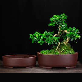 宜兴紫砂花盆手工盆多肉松柏桌面高档盆景盆榕树老桩花卉绿植批发