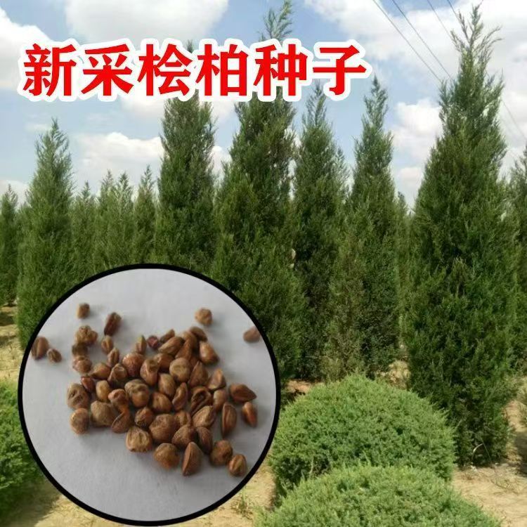 桧柏种子塔柏种子侧柏种子桧柏龙柏种子墓地松柏种子圆柏洒金柏籽