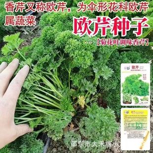 欧芹籽法香种子春秋冬季洋欧洲香芹香草种子芹菜籽四季播蔬菜种孑-阿里巴巴