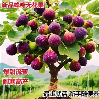 正宗无花果树新品种格莱斯大果耐寒盆栽南北方庭院四季种植好养活