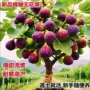 格莱斯种植盆栽正宗无花果