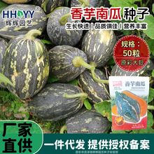 现货批发香芋南瓜种子香芋蜜本甜糯红甜栗南瓜种籽奶油南瓜种子
